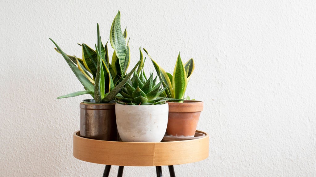 Zimmerpflanzen bringen Leben in die Wohnung. Wenn die Erde schimmelt, kann das eine Folge von übermäßigem Gießen sein. 