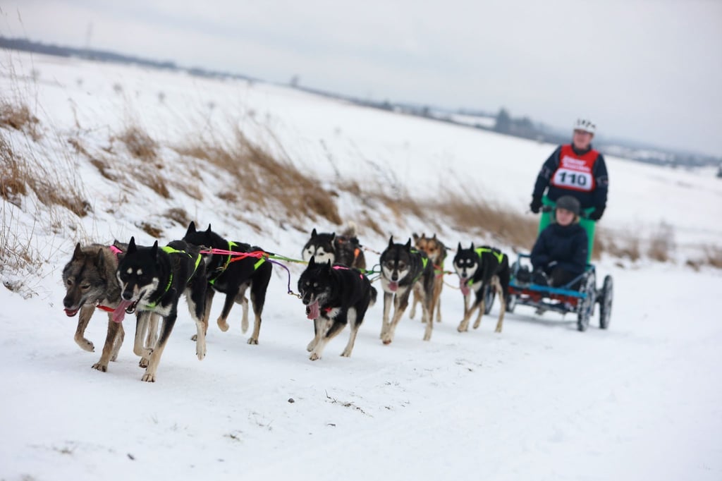 Schlittenhunde rennen über das Gelände der Westernstadt Pullman City.