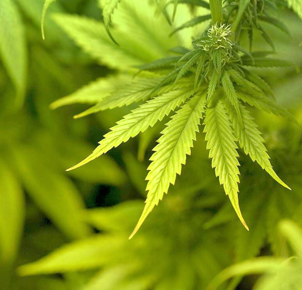 Cannabis soll soll künftig kontrolliert abgegeben werden dürfen.