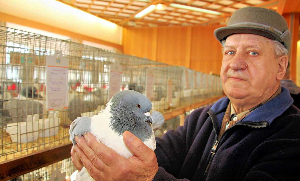 Gründungsmitglied Heinz Hellmuth (83) züchtet Strassertauben.