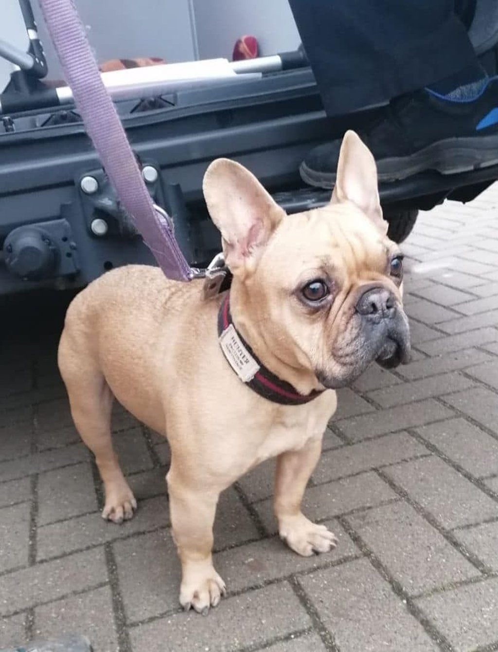Der gefundene Hund.