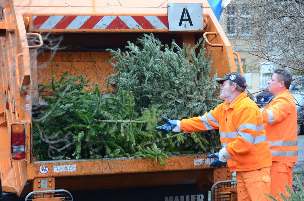 Hier sind Muckis nötig: Mitarbeiter der Stadtwirtschaft sammeln die Weihnachtsbäume ein.
