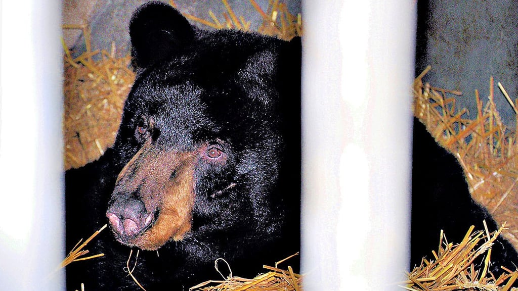 Hinter Gitterstäben, aber sicher und geborgen im Tiergarten Stendal. Die Amerikanischen Schwarzbären Paule (im Bild) und Bödefeld schlafen im Winter für gewöhnlich ein paar Tage, bis sie wieder Essen fassen.