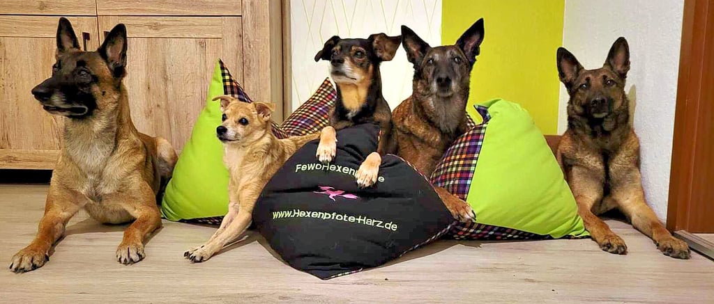 Mit sechs Hunden – davon fünf im Bild – haben Tierfreunde aus Nordrhein-Westfalen in Hasselfelde ihren Harzurlaub verbracht.