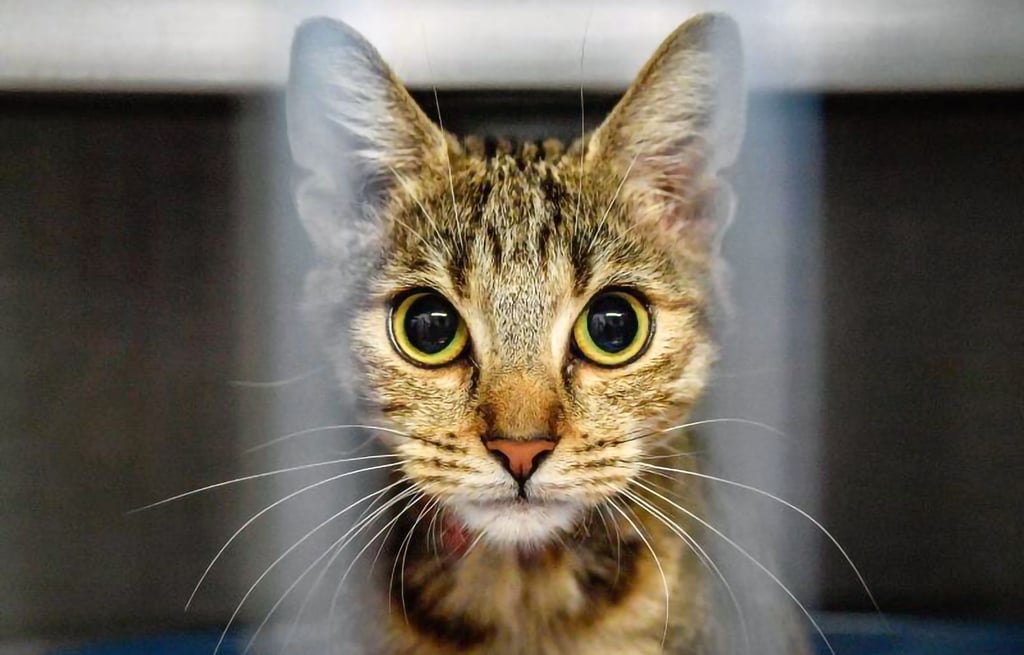 Zwei Frauen haben in Schleswig-Holstein über 100 Katzen in ihrem Haus gehalten.