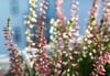 Besenheide (Calluna vulgaris) blüht ab August bis in den Dezember hinein.