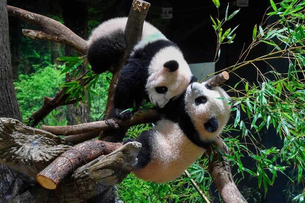 Die Panda-Zwillinge Xiao Xiao (oben) und Lei Lei können im Ueno Zoo in Tokio bestaunt werden.