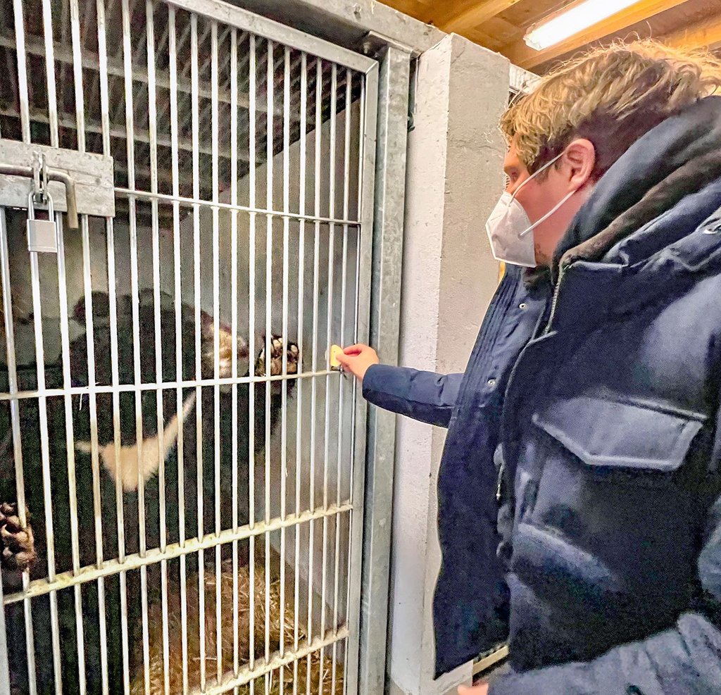 Erste vorsichtige Annäherung von Bär und Mensch, hier Tierparkleiter Jan Bauer, in der neuen Heimat.