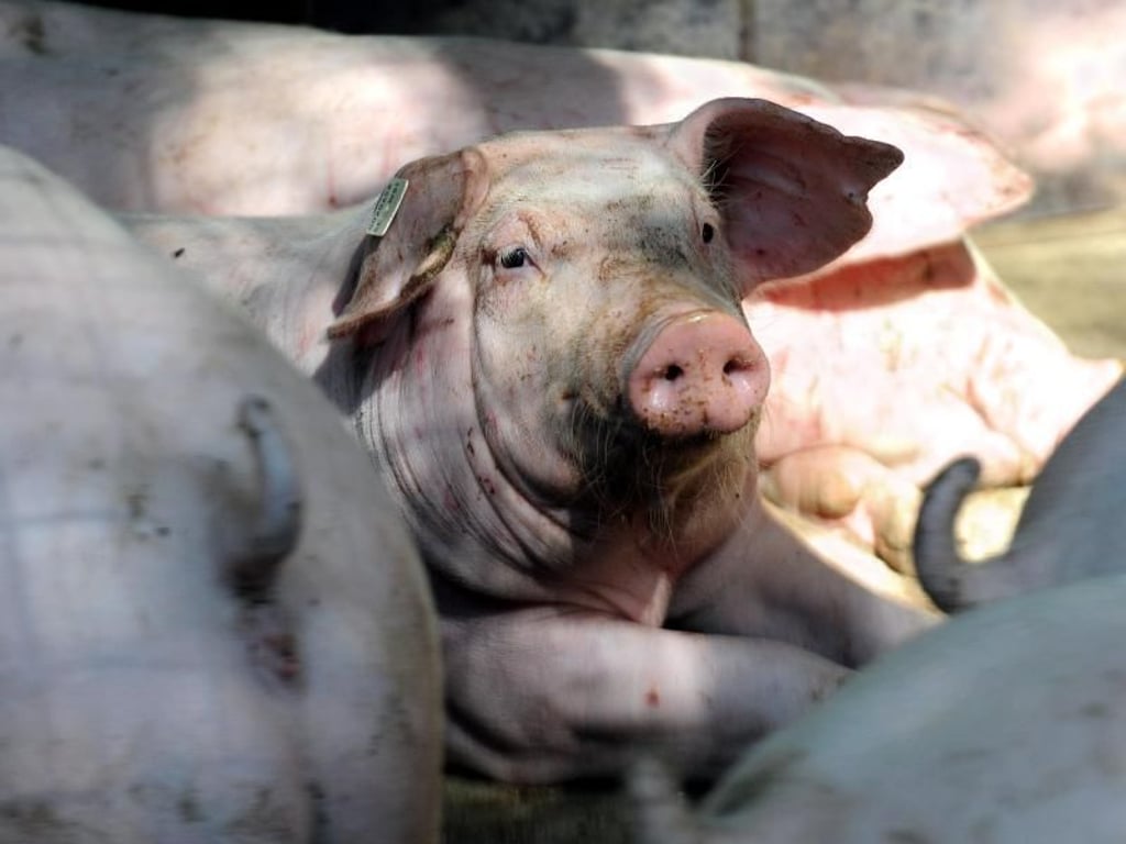 Schweinehaltung