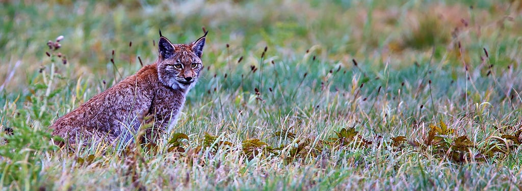 Ende 2020 wurde ein Luchs zufällig im Landkreis Börde von einer Fotofalle aufgenommen. Eine Besonderheit: Normalerweise sind die vom Aussterben bedrohten Tiere überwiegend im Harz zu sehen. Auch wenn der Luchs kurzzeitig in die Börde zurückgekommen ist – viele Arten sind hier bereits verschwunden, einige gibt es kaum mehr.