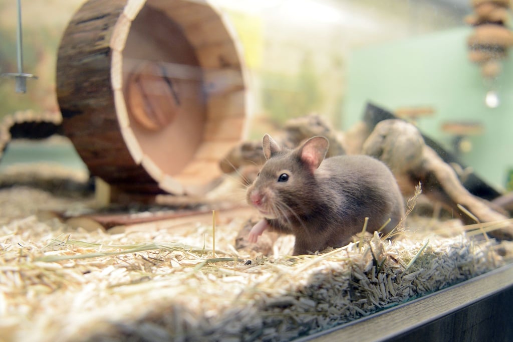 Das Gehege für den Goldhamster sollte alle zwei Wochen gereinigt werden.