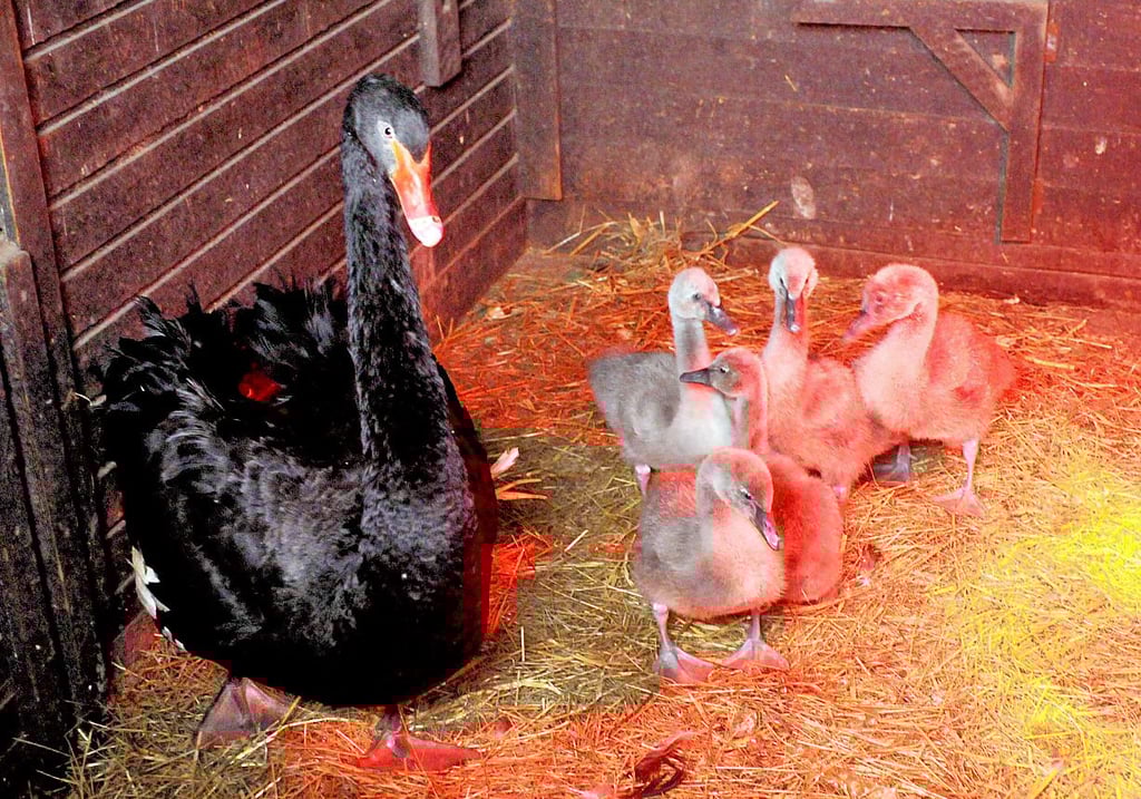 Die schwarzen Schwäne im Tierpark Bad Kösen haben fünffachen Nachwuchs bekommen.