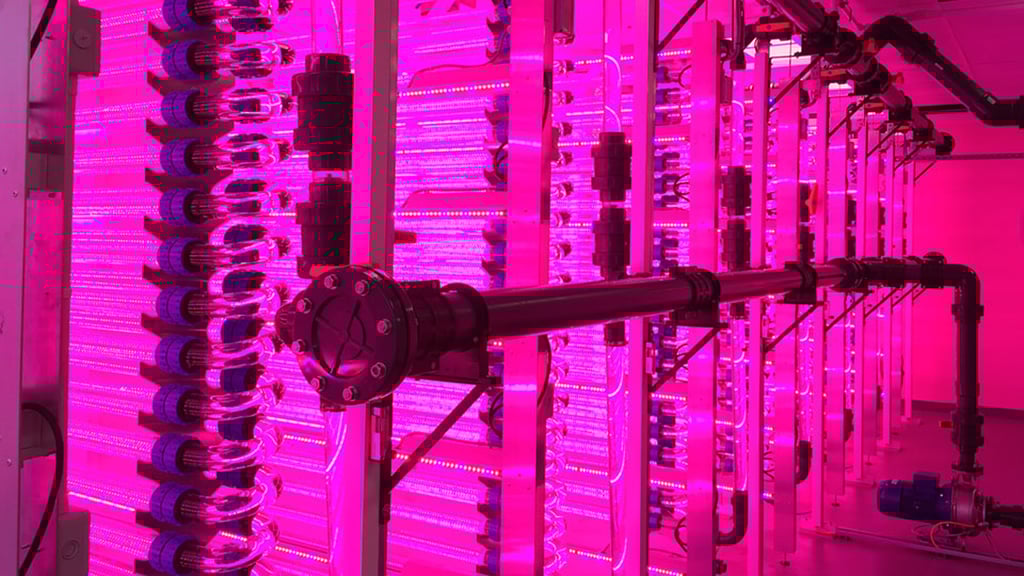 Von der Umwelt abgeschirmt, werden Akgen unter künstlichem Licht gezüchtet.