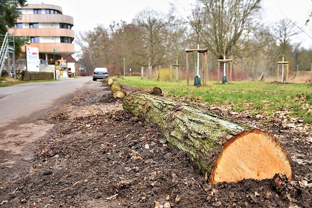 Aufgesägte Baumstämme wirken neuerdings als Barrieren gegen Wildparker im Umfeld des Hotels „Das Elb".