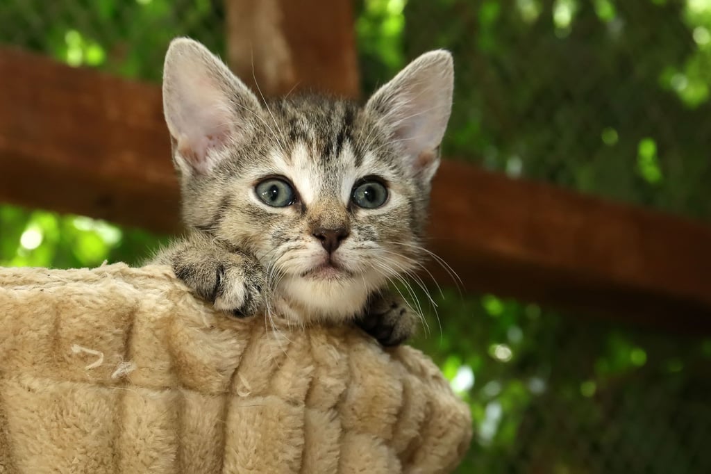 Katzenhalter sollten zurzeit gut auf ihre Vierbeiner aufpassen.