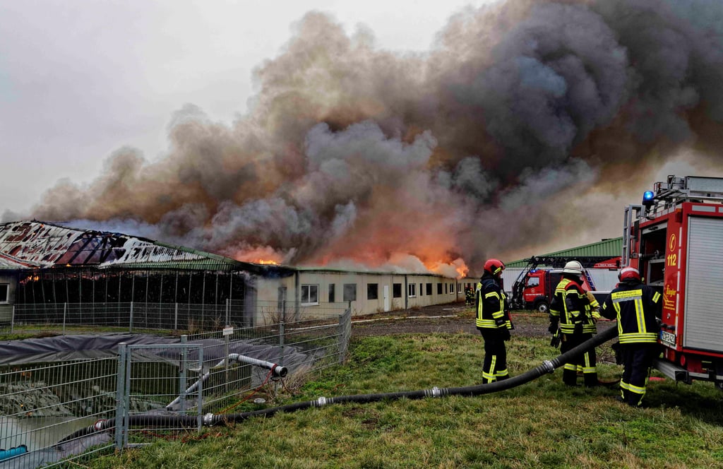 Zehn Wehren waren im Einsatz, um das Feuer in einem Schweinestall zu bekämpfen.