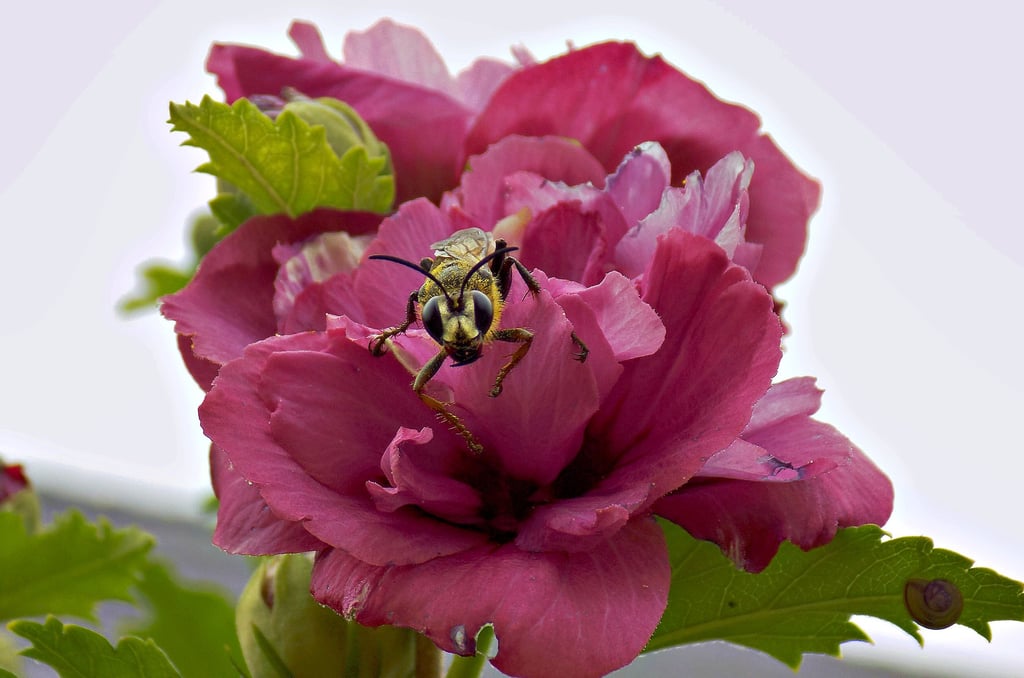 Eine seltene Heuschreckensandwespe ist von den Kleingärtnern in einer Gartensparte in Osterweddingen entdeckt worden. Geschützte Arten fühlen sich in den Parzellen der Region sehr wohl.