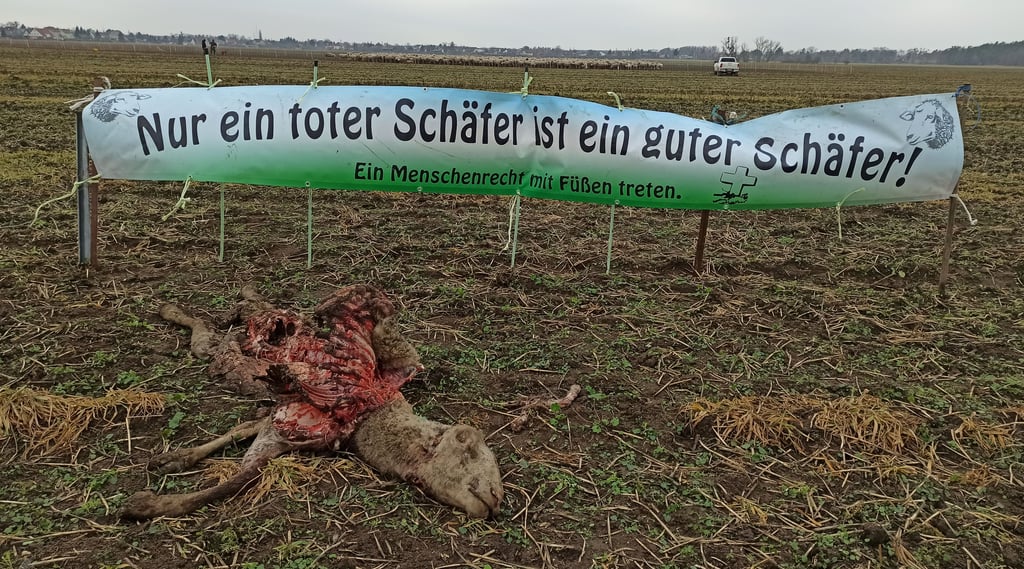 Hinter dem vom Wolf gerissenen Mutterschaf hat Schäfer Andreas Karwath an der Bundesstraße 1 zwischen Biederitz und Gerwisch ein Plakat aufgestellt.