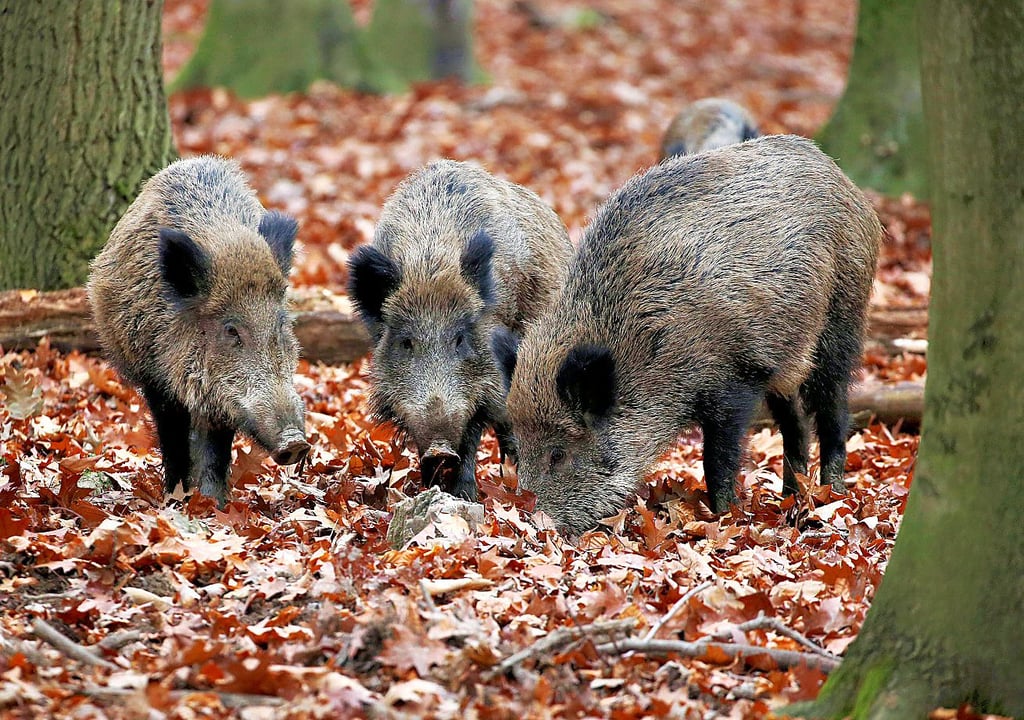 Im Kreis Stendal sollen noch im Januar Kadaversuchhundegespanne ausgebildet werden, um infizierte Tiere aufzuspüren.
