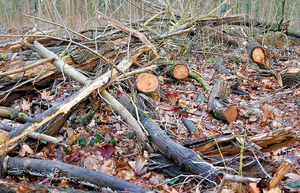 Im Arendseer Stadwald am kommunalen Friedhof liegen kleinere und dünnere Baumteile, aus denen Brennholz gemacht wird.