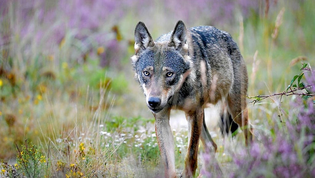 Auge in Auge mit dem Wolf - zwischen Linda und Dixförda gelang 2021 dem Tierfotografen Jan Janisch diese Aufnahme.