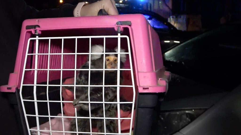 Feuerwehr rettet einen Affen und andere Kleintiere bei einem Brand am 30. Dezember 2021  in einem Hausflur eines Mehrfamilienhauses in Magdeburg.