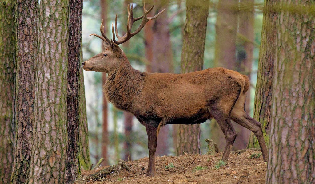 Laut Kreisjägermeister Michael Mitsching sind die Wildbestände rund um Dessau-Roßlau stabil.