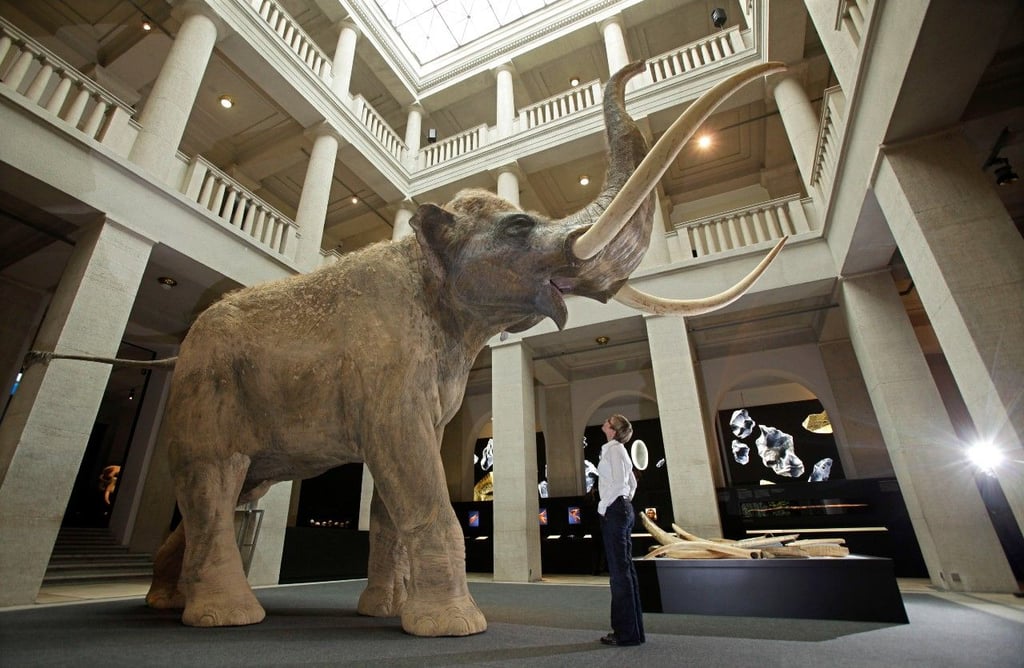Vor dem vier Meter großen Modell eines Europäischen Waldelefanten steht eine Besucherin im Landesmuseum für Vorgeschichte in Halle (Saale). Das Museum zeigt Funde, die von Archäologen im Braunkohletagebau Neumark-Nord bei Halle geborgen wurden.