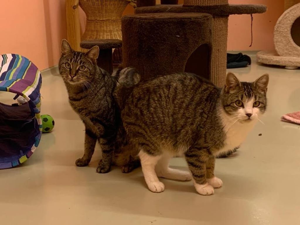 Emil und Levi sind schon zum zweiten Mal im Tierheim Dessau gelandet.