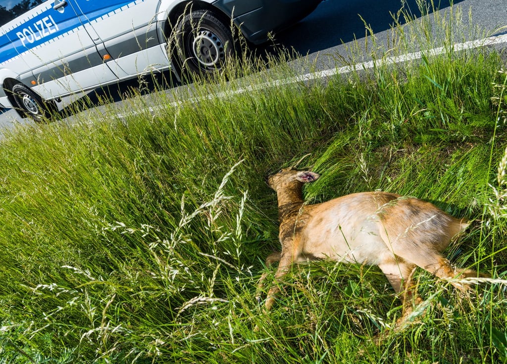 Am Dienstagmorgen ist gegen 7.30 Uhr auf der Landstraße 163 bei Delitz am Berge ein Reh vor ein Auto gelaufen.