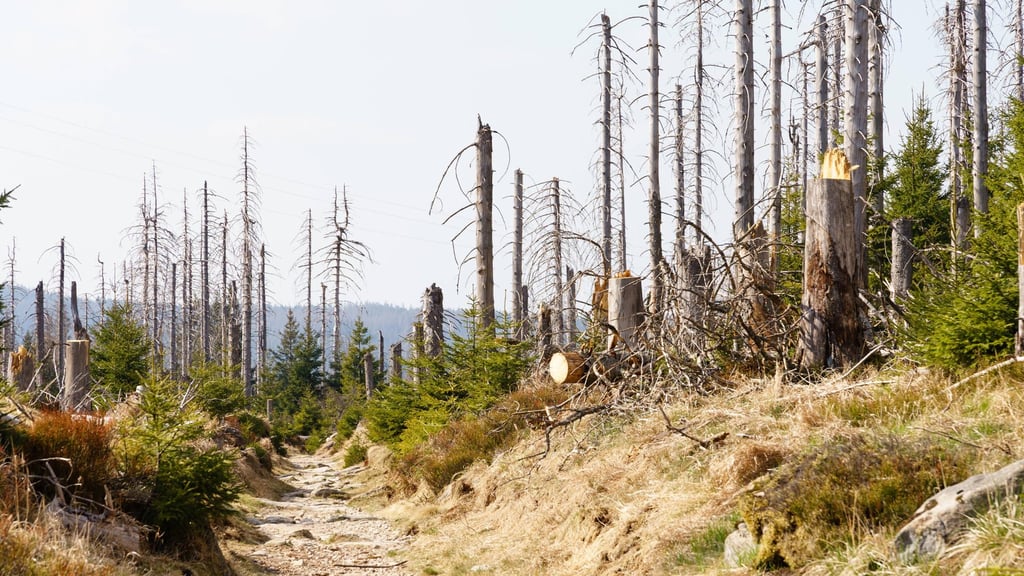 Abgestorbene Fichten im Harz: Das Jahr 2021 ist in Sachsen-Anhalt wieder zu warm gewesen.