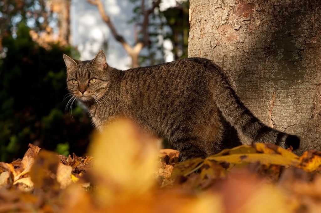 Katze lieben es, sich im Laub zu suhlen und zu verstecken. Damit auch Wohnungskatzen in den Genuss kommen, kann man ihnen eine Kiste mit Laub ins Haus stellen.