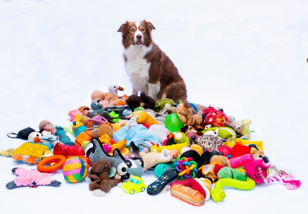 Nalani sitzt neben einem Haufen Spielzeug. Manche Hunde lernen binnen kurzer Zeit viele neue Wörter und können sie sich mindestens zwei Monate lang merken.