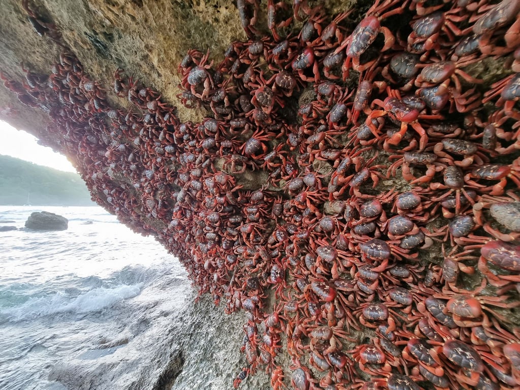 Unzählige Rote Landkrabben klammern sich an eine Felswand an einem Strand auf der Weihnachtsinsel.