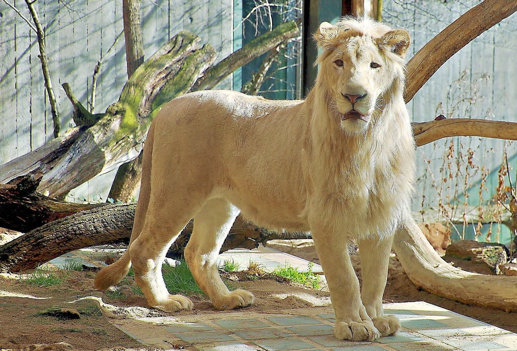 Der weiße Löwe Mojo vor über einem Jahr bei seinem kurzen Aufenthalt im Bergzoo in Halle/ Saale.