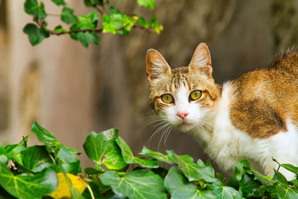 Symbolfoto - Eine Katze