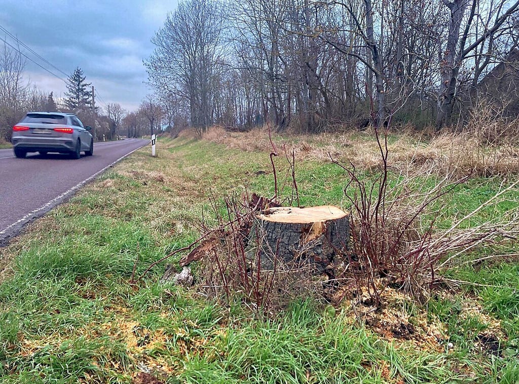 An der Straße zwischen Bernburg und Ilberstedt mussten mehrere Bäume gefällt werden.