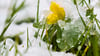 Winterlinge blühen schon im Februar, wenn es oft noch kalt ist. Sie bringen die ersten Farbtupfer in den winterlichen Garten. 