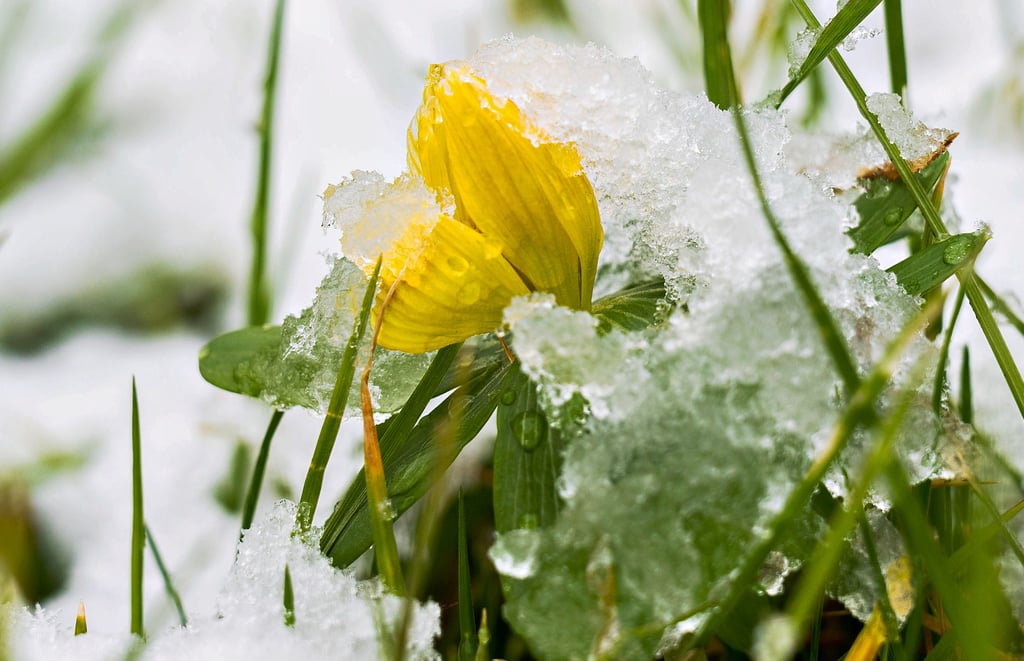 Winterlinge blühen schon im Februar, wenn es oft noch kalt ist. Sie bringen die ersten Farbtupfer in den winterlichen Garten.