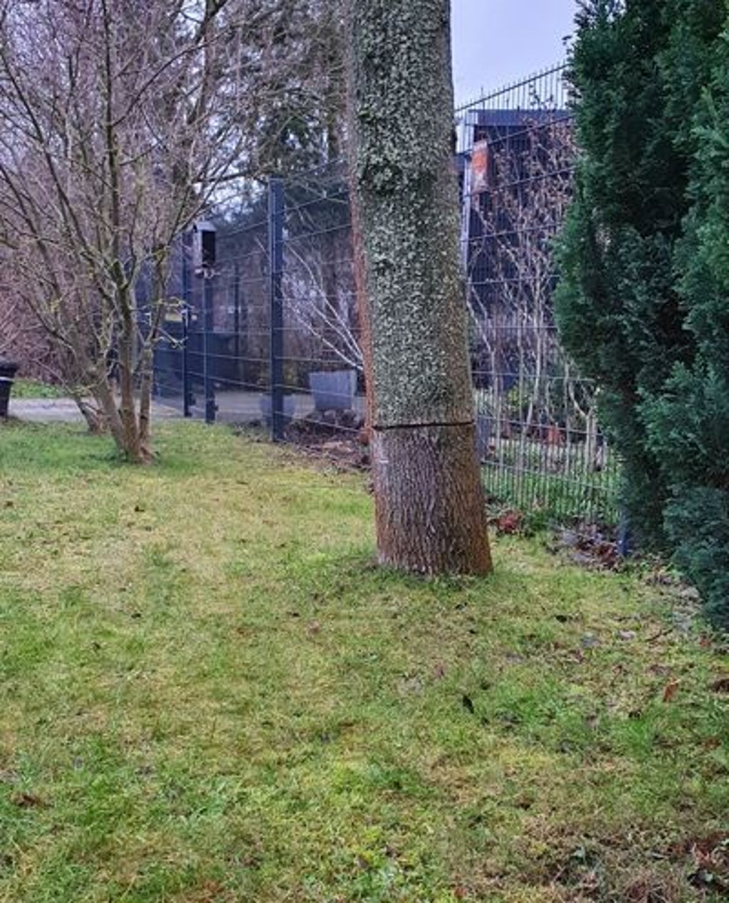 Unbekannte haben in Möser im Jerichower Land die Nährstoffzufuhr von zwei Bäumen unterbrochen. Zwei weitere Laubbäume wurden gefällt. Foto: