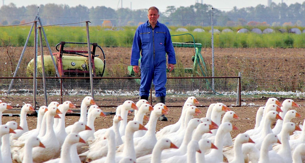 In Zukunft möchte Landwirt Mathias Mösenthin wieder Gänse auf seinem Acker vor Deetz aufziehen. Einige Monate lebten sie hier unter freiem Himmel.