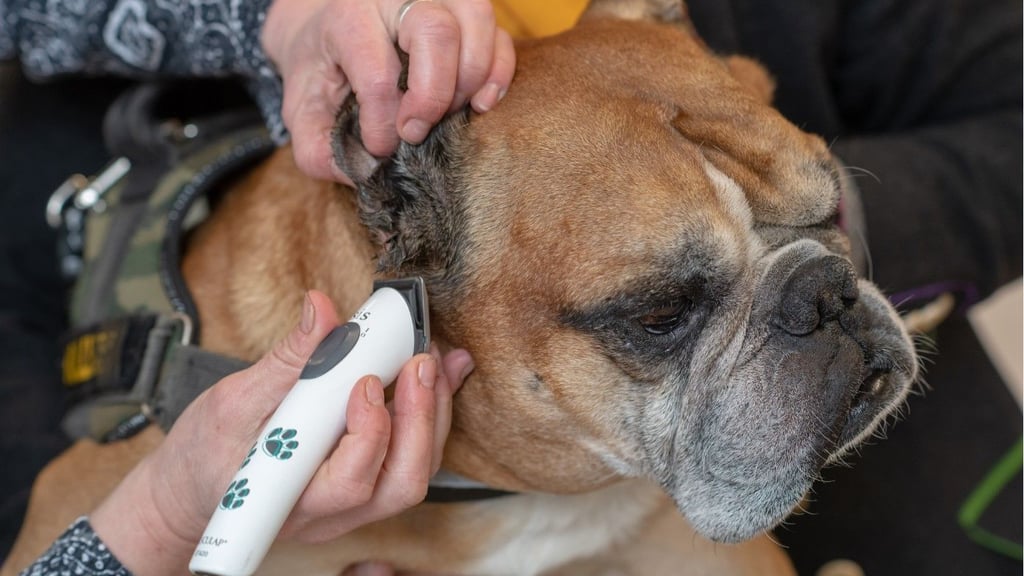 Die Tierärztekammer Sachsen-Anhalt sieht trotz einer gestiegenen Zahl von Veterinärmedizinern einen Engpass.