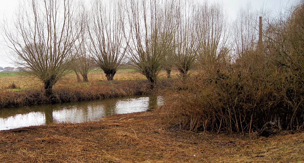 Die Brennnesseln an der Ohrepromenade sind abgemäht, dafür wuchern die Kopfweiden. Um die im Zaum zu halten, müssen zwei Probleme gelöst werden.