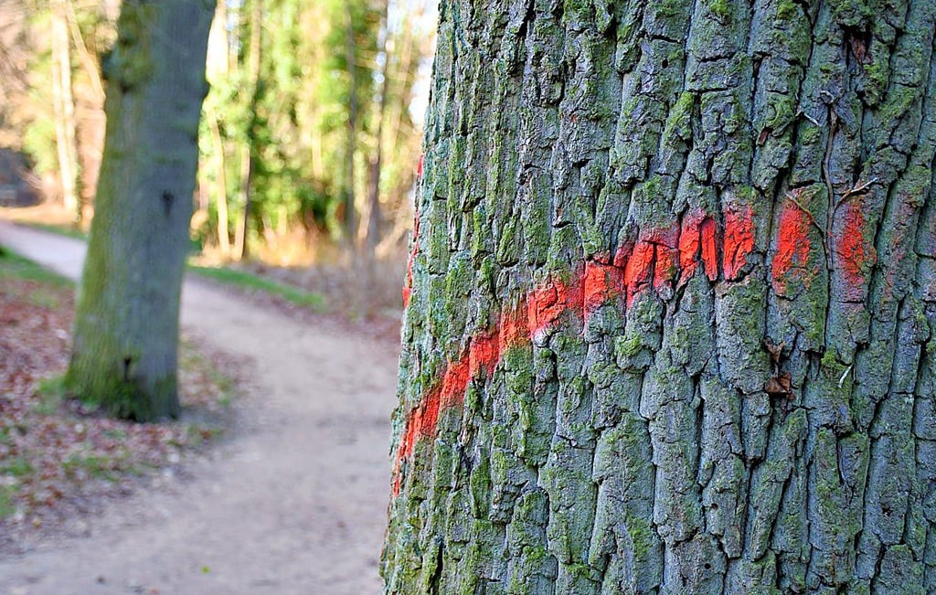 Trockene Bäume am Seeweg sind markiert. Nicht nur zwischen Quelle und Kloster muss gesägt werden