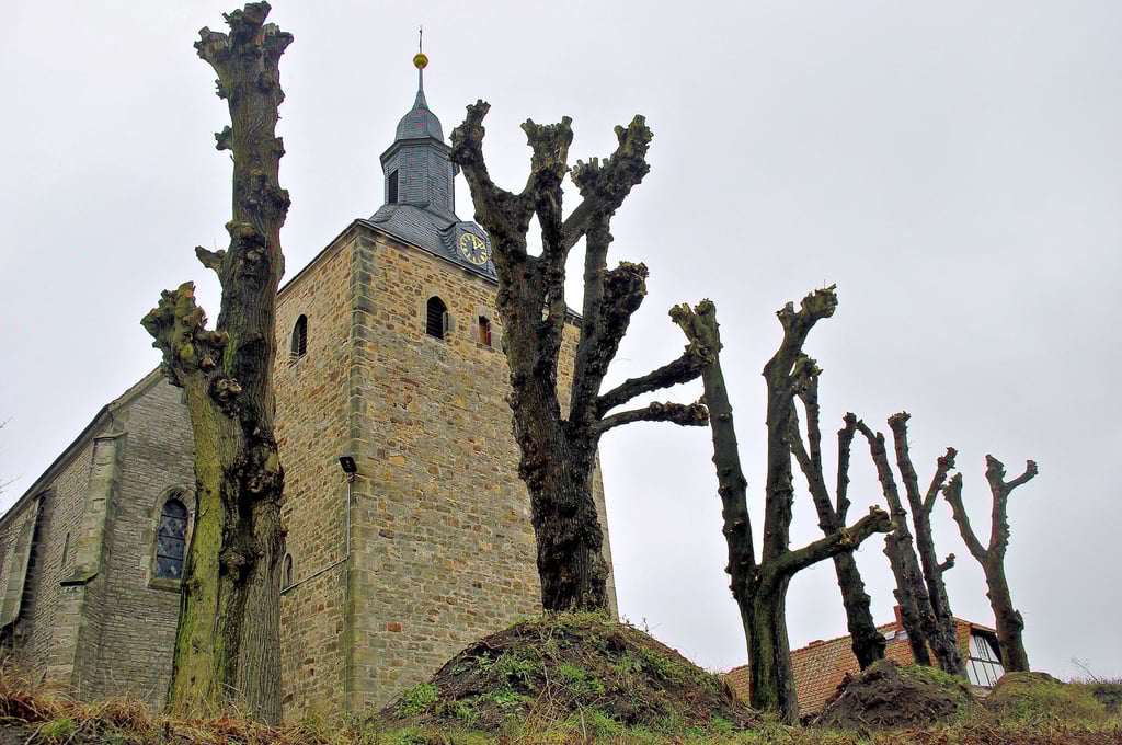 Nicht schön: Der Kronenschnitt an den Bäumen vor der Lorenzkirche erfolgte kompromisslos.