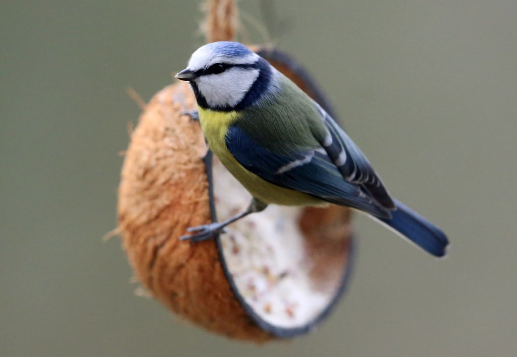 Eine Blaumeise hat bereits ihre Futterquelle für den Winter gefunden: Eine mit Vogelfutter gefüllte Kokosnuss.