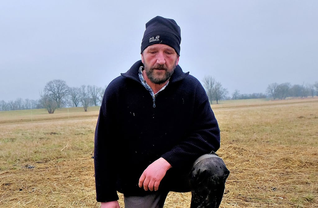 Neben vier toten Tieren hat der 51-Jährige auch zwölf verletzte Schafe und einen von Bissverletzungen gekennzeichneten Hund zu beklagen. Auf der 1,5 Hektar großen Koppel stehen insgesamt 360 Merino- und Rhönschafe.
