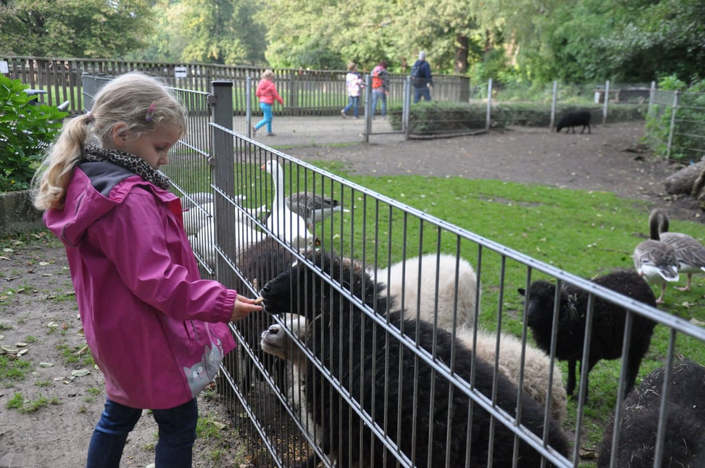Mädchen füttert Schafe im Tierpark Salzwedel