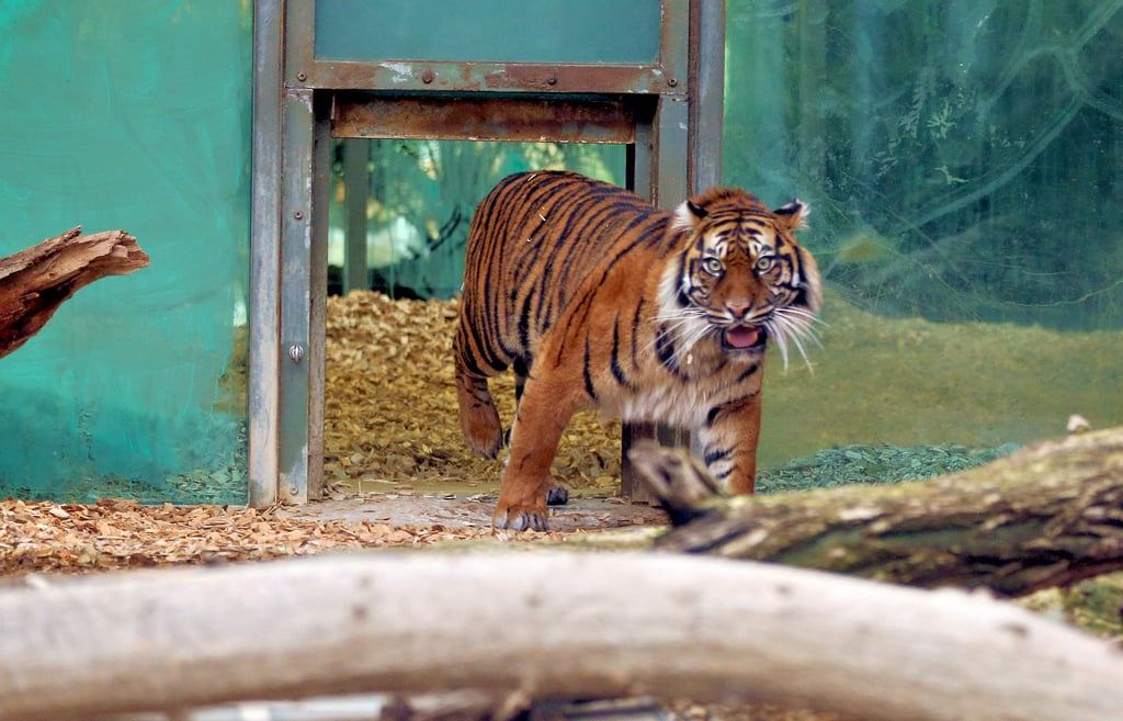 Noch etwas zögerlich, aber voller Neugier betritt Neuankömmling Lara ihr Freigehege. Es ist für die Tigerdame erst  der zweite Freigang im neuen Zuhause.