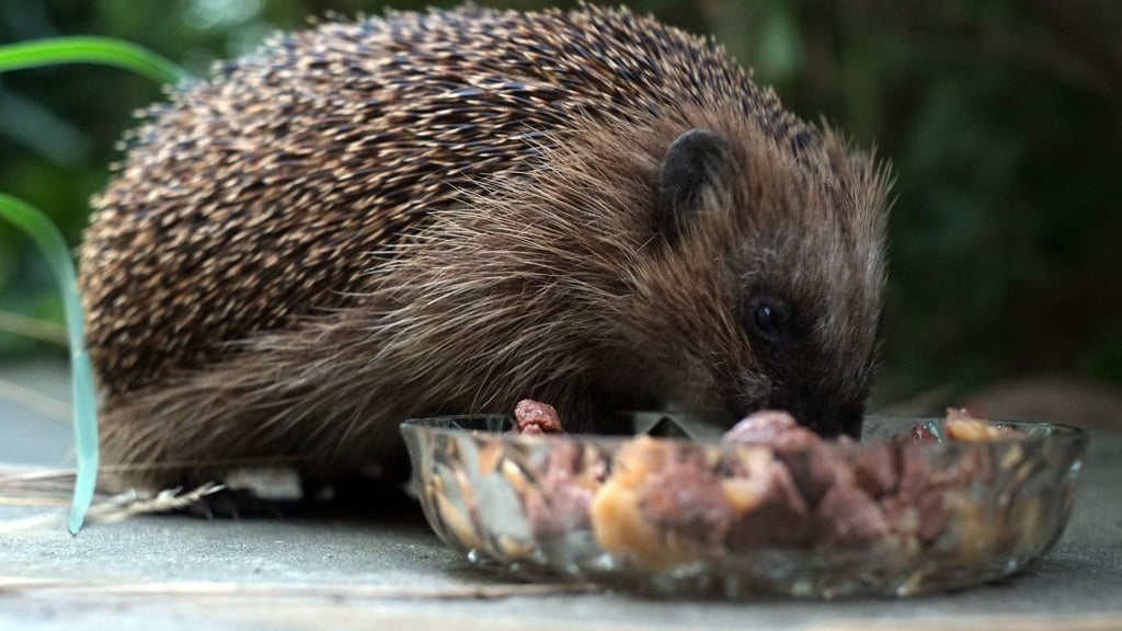 Igel können mit fettreichem Katzenfutter oder ungewürztem Rührei gefüttert werden.
